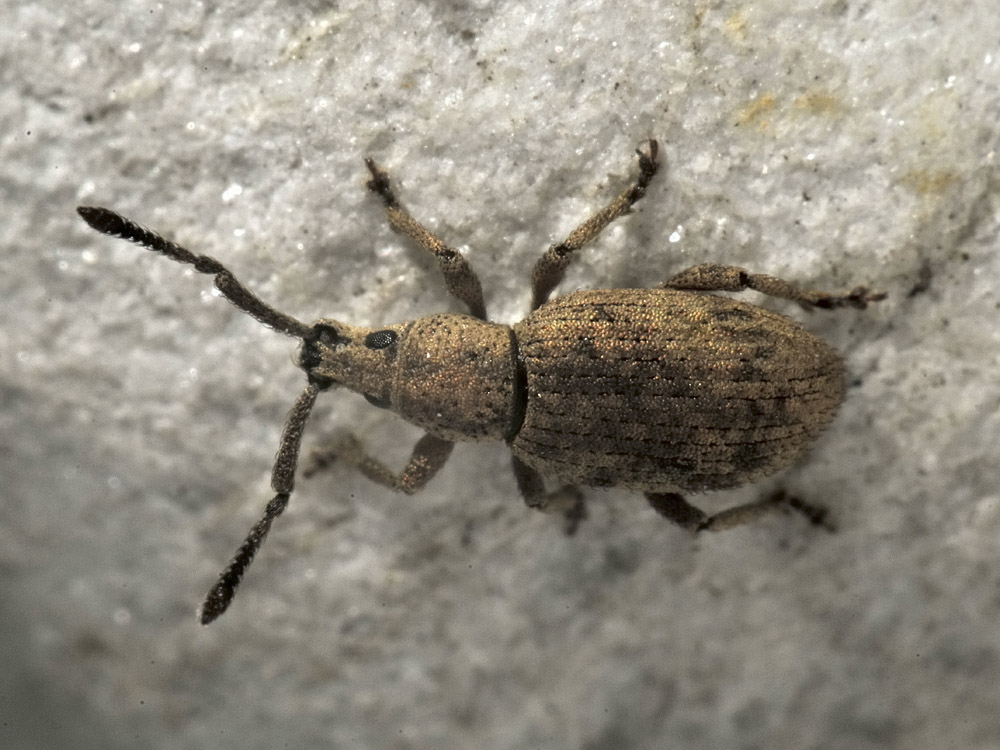 Curculionidae: Simo hirticornis?  Sì  !